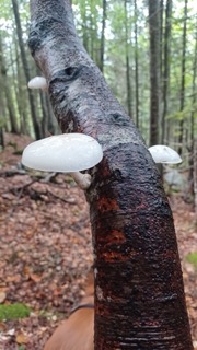 foto di Funghi
